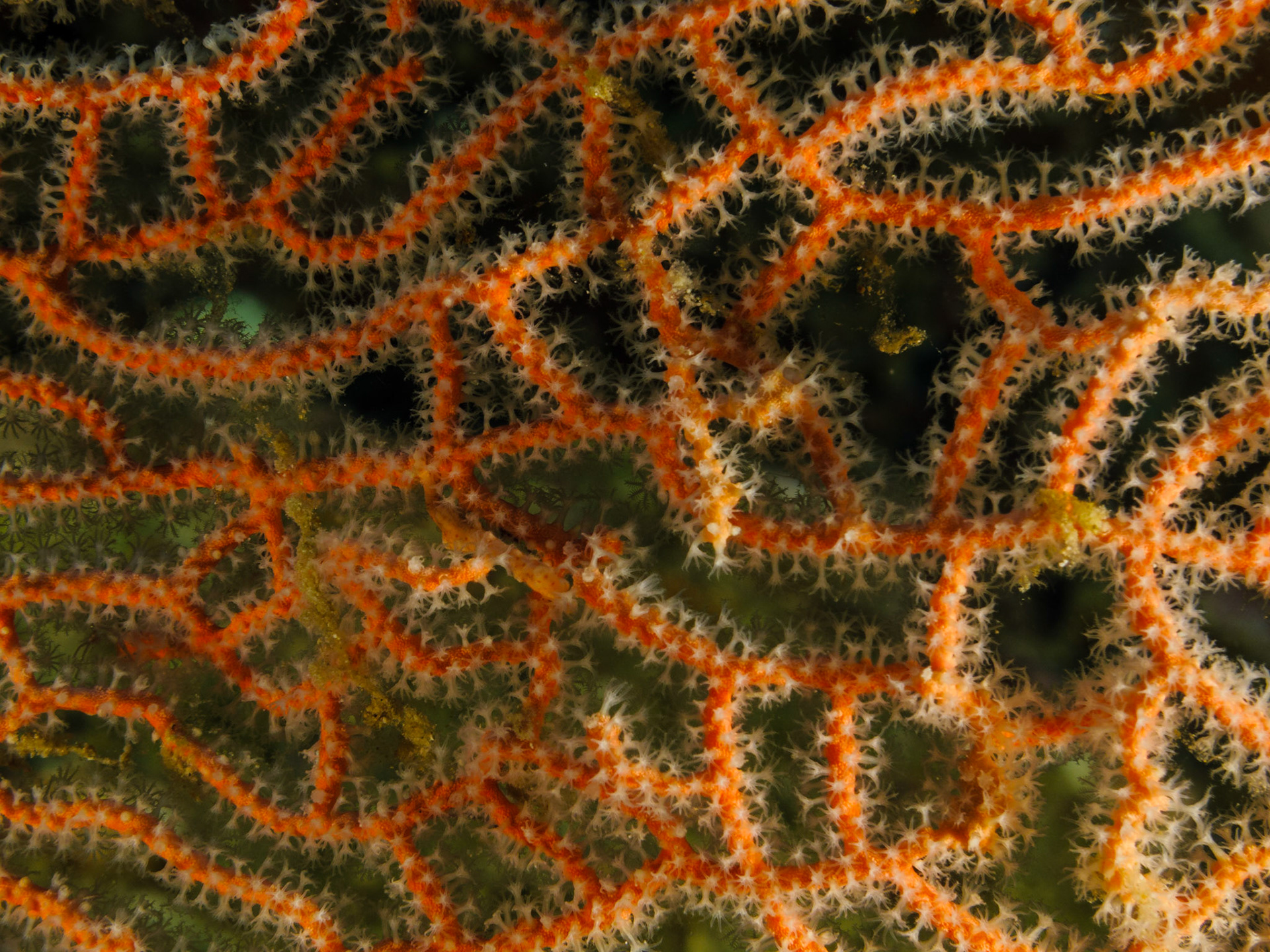 Denise's Pygmy Seahorse