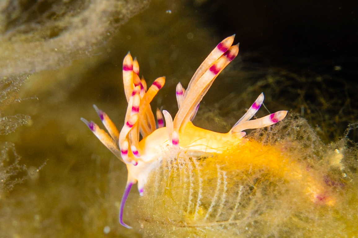 Coryphellina sp. (Pale Coryphellina)