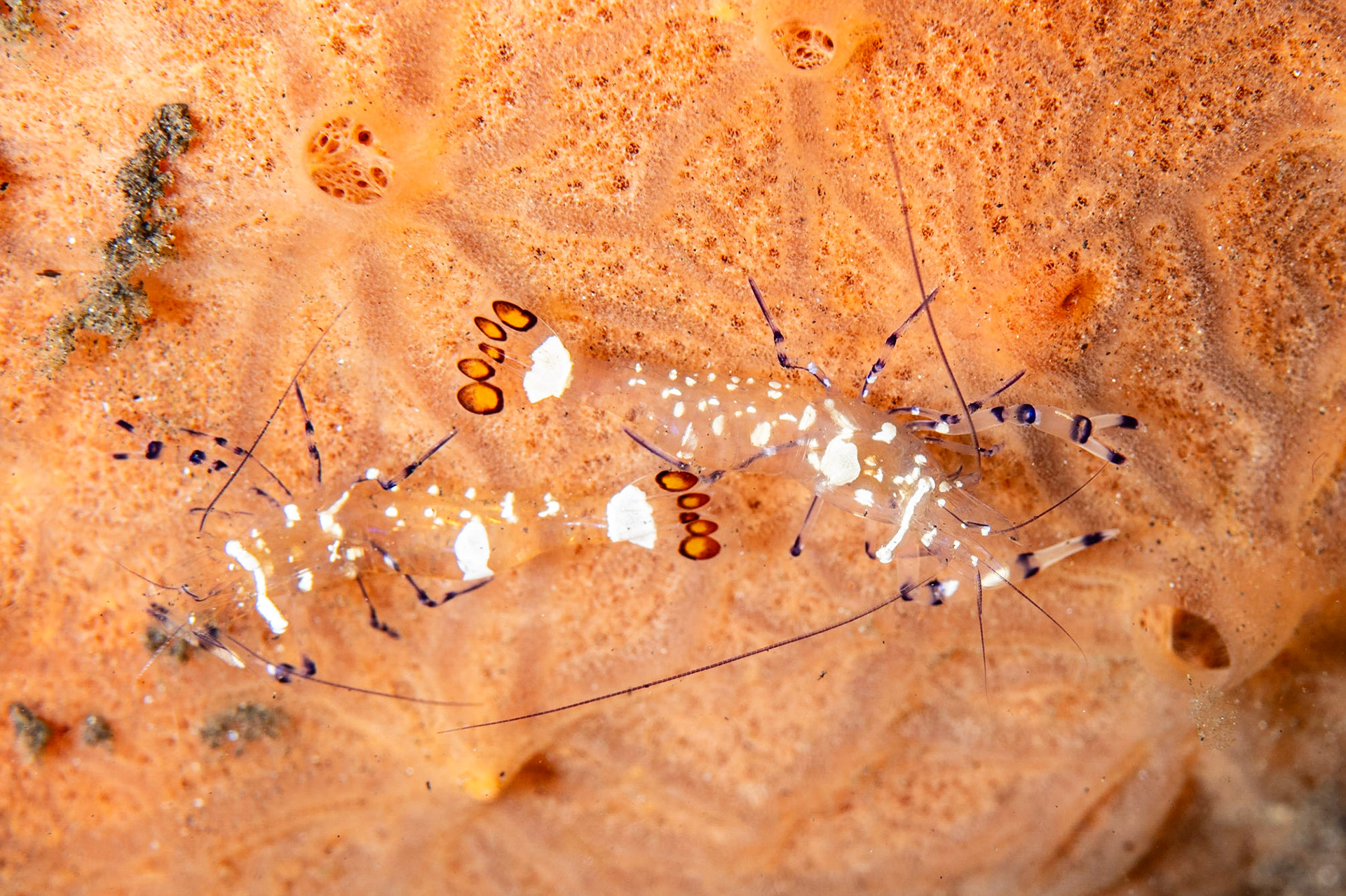 Peacock-tail Anemone Shrimp