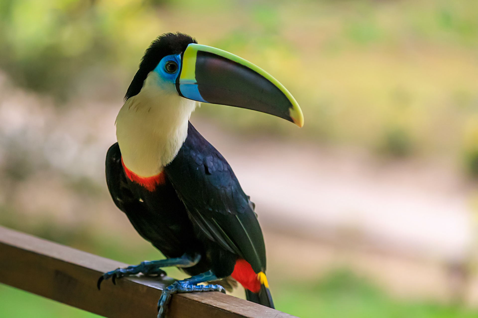 White-throated Toucan
