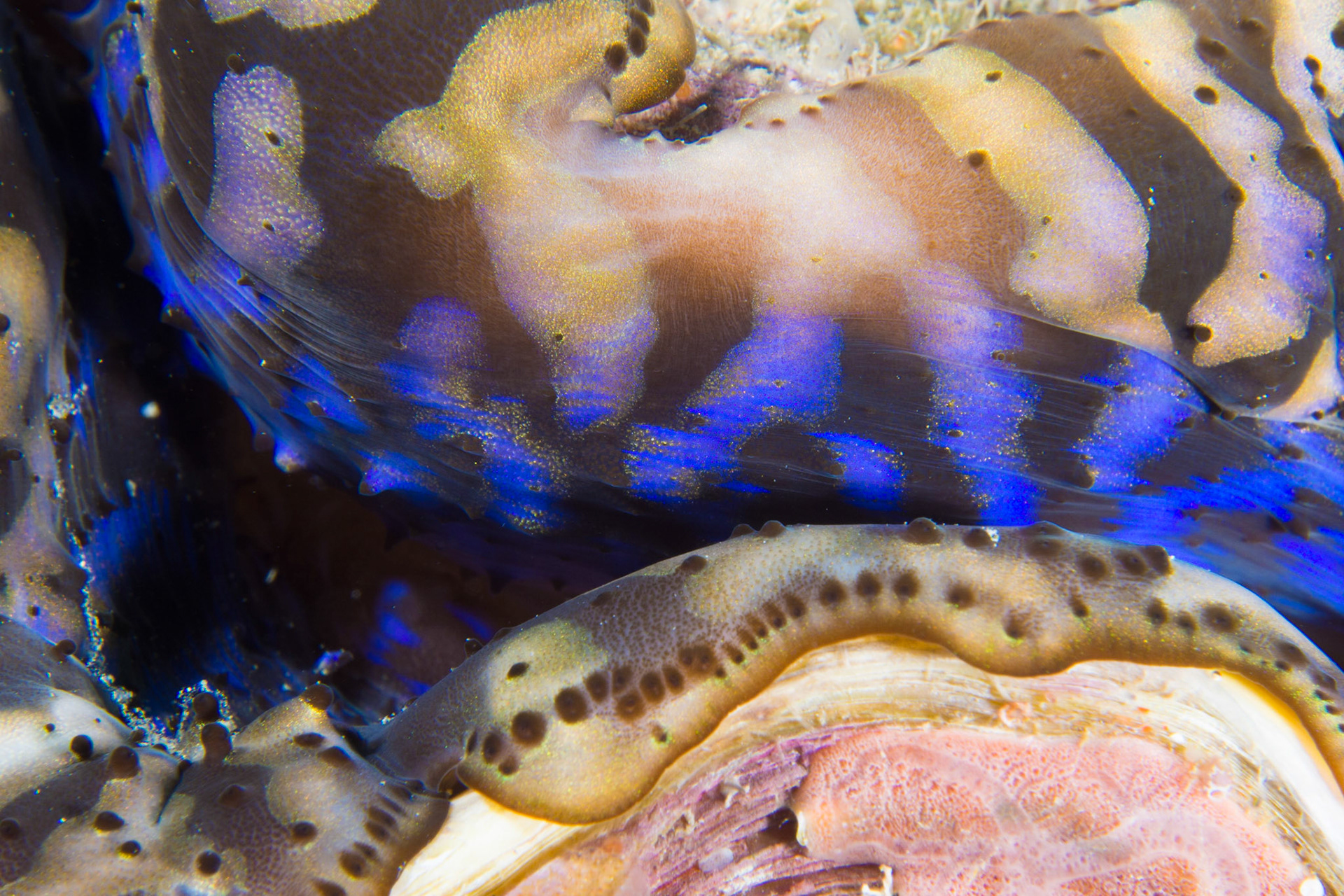 Fluted Giant Clam