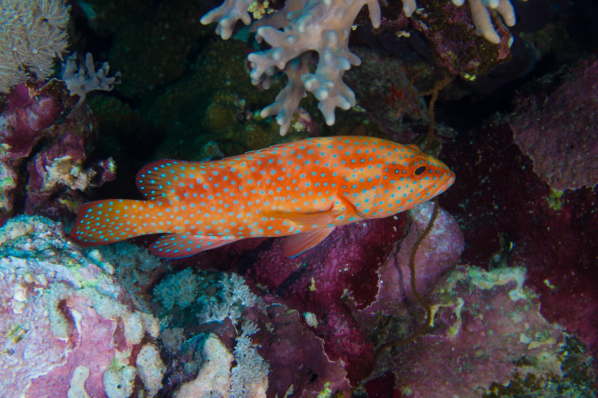 Coral Grouper