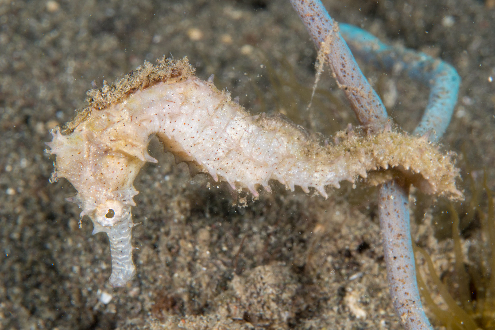 Thorny Seahorse