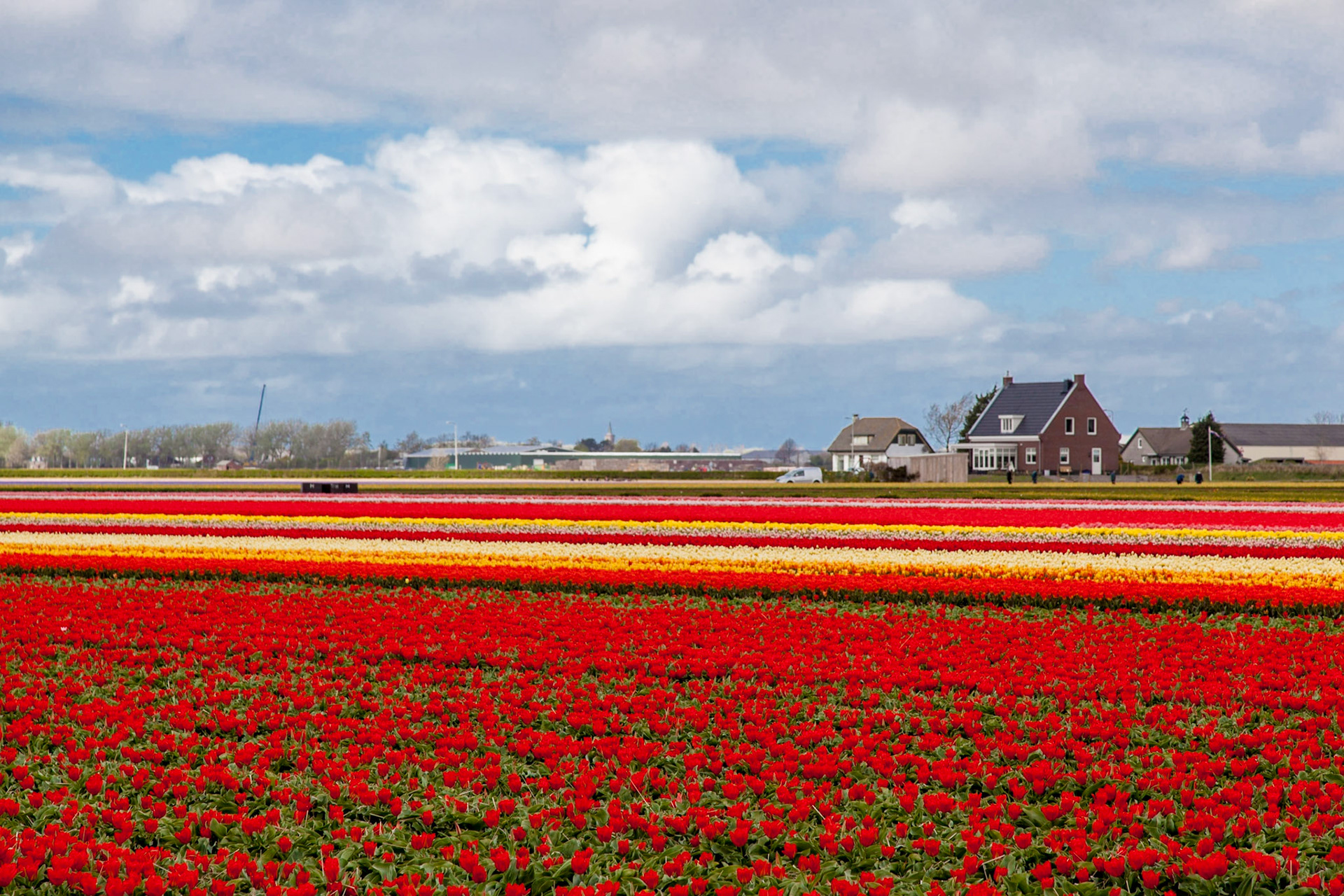 Tulip fields