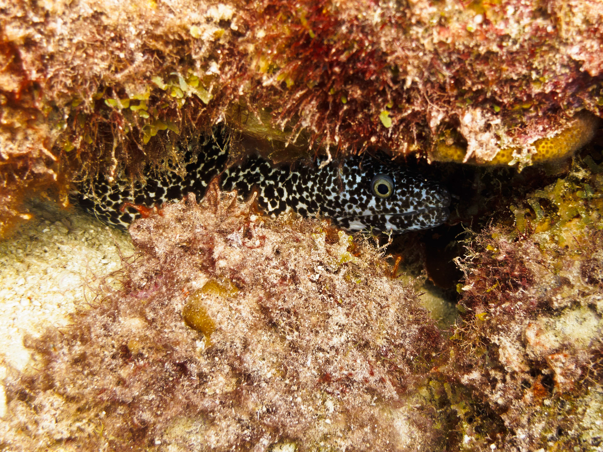 Spotted Moray Eel