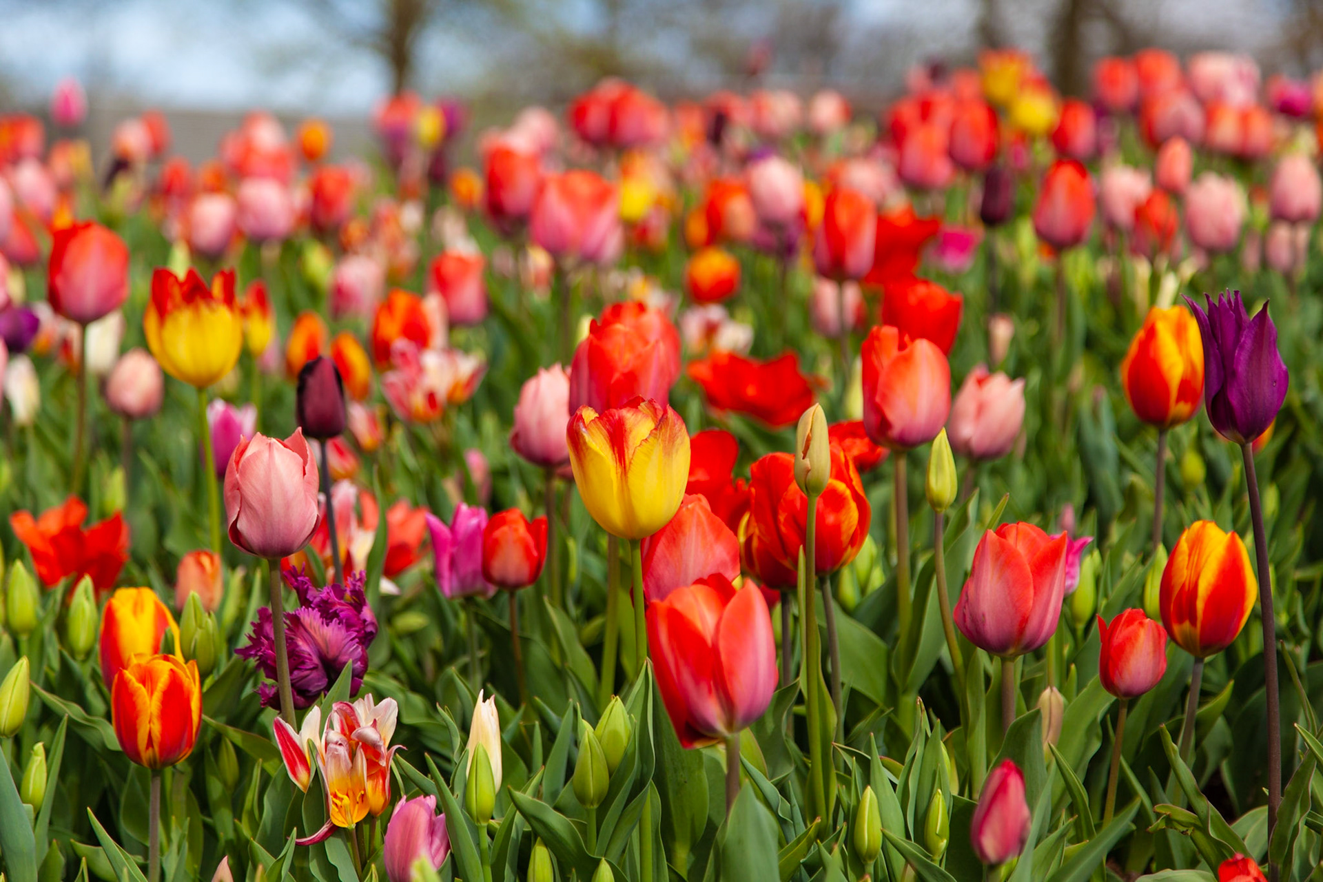 Keukenhof