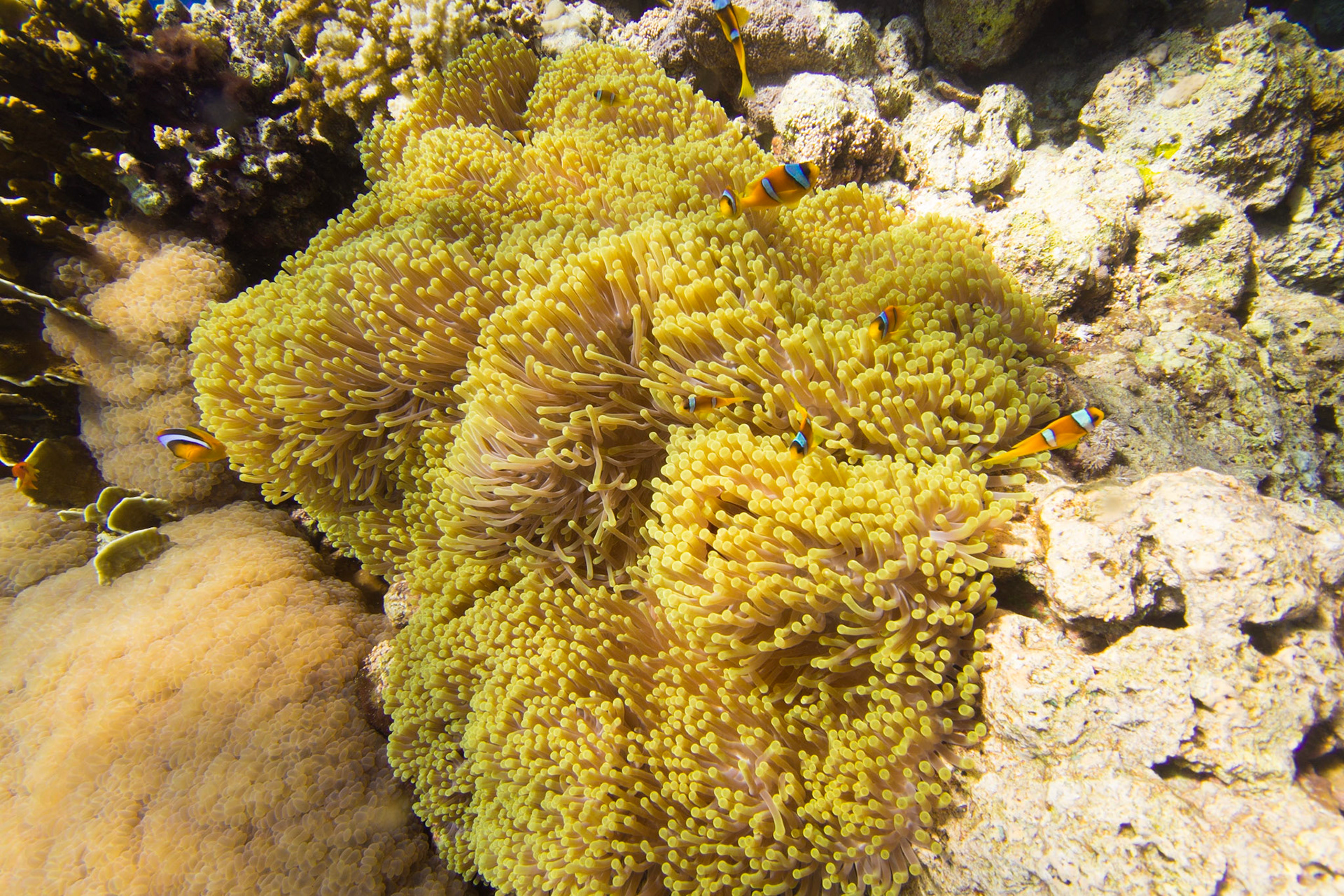 Red Sea Anemonefish and Magnificent Anemone