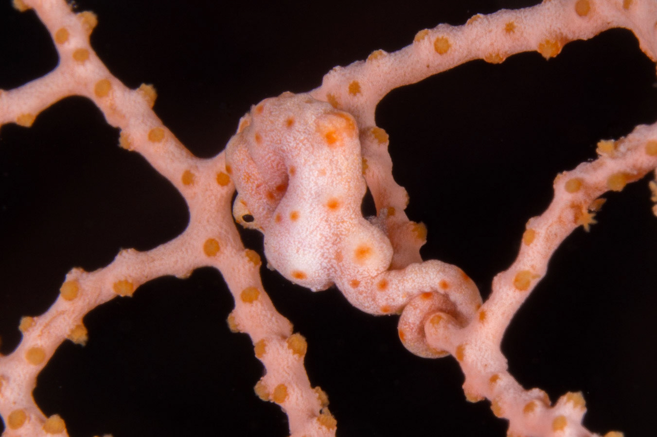 Denise's Pygmy Seahorse and Pygmy Seahorse