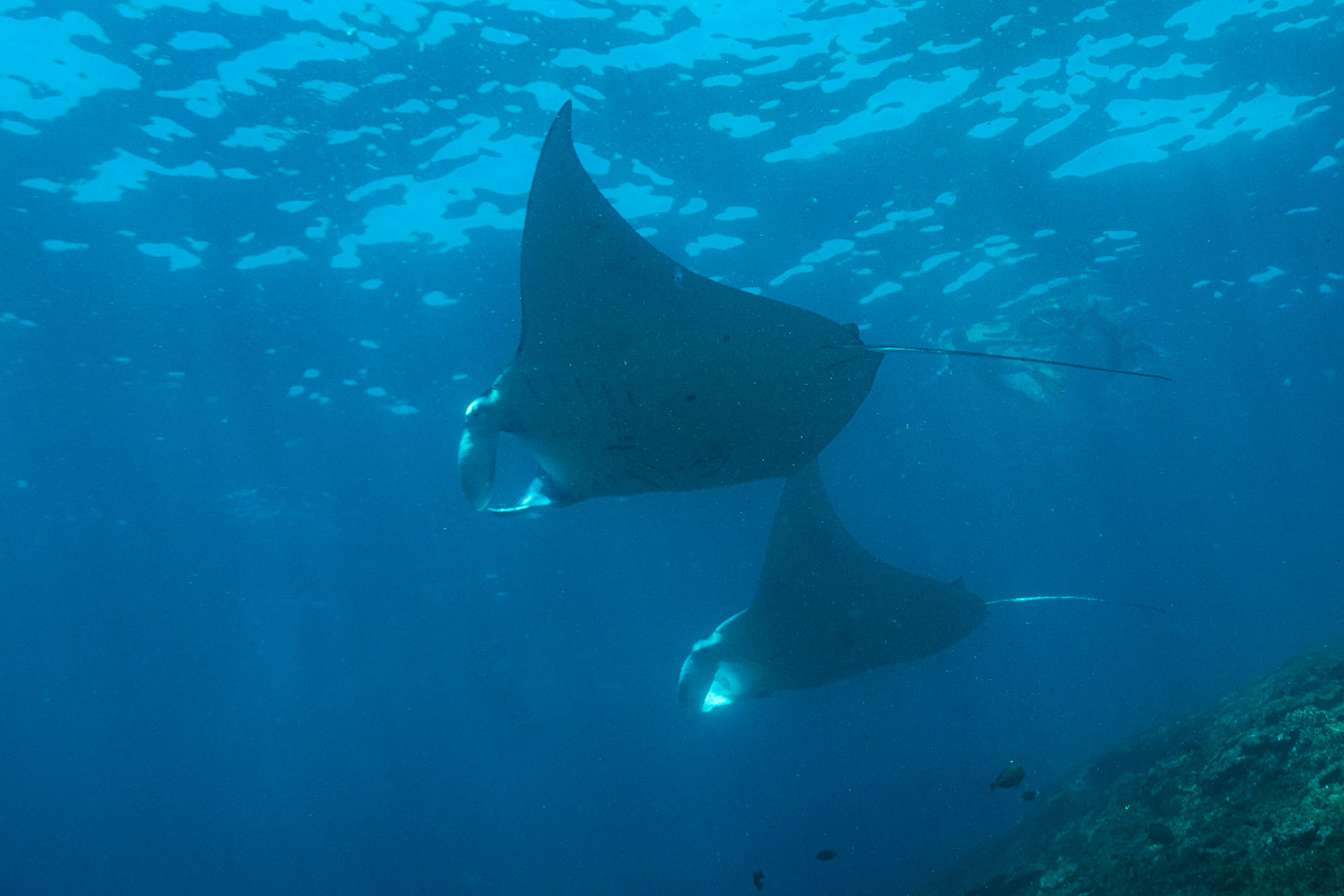 Reef Manta Ray