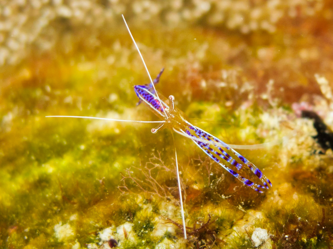 Pederson Cleaner Shrimp