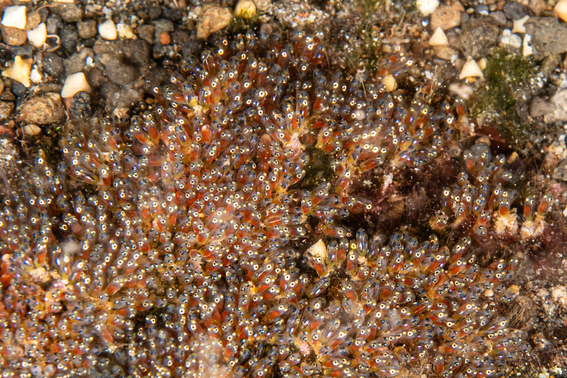 Anemone fish eggs