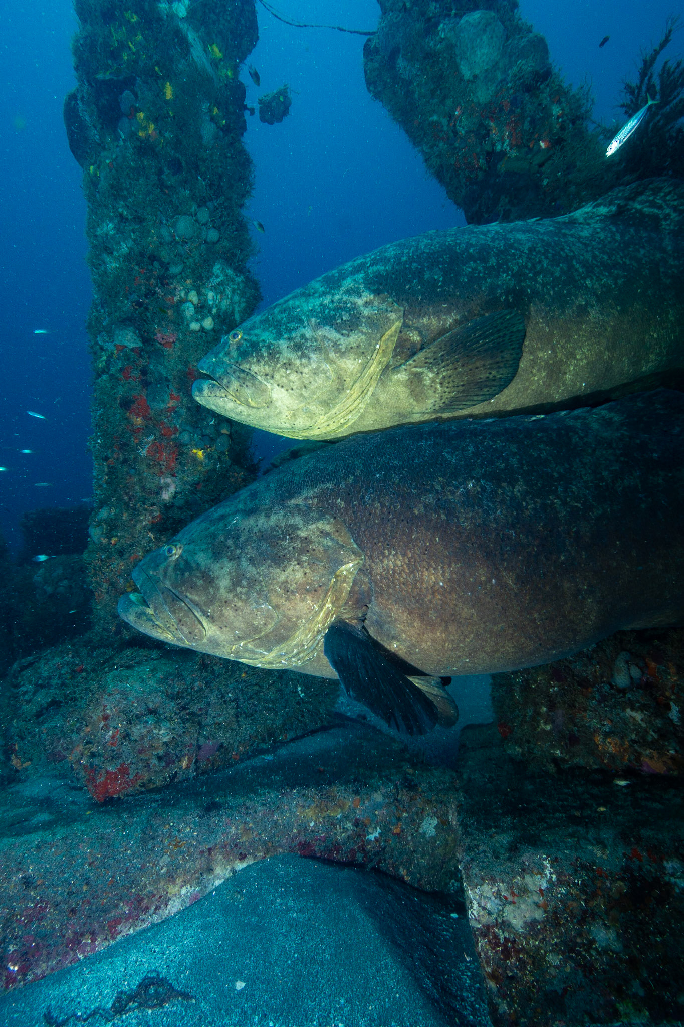 Goliath Grouper