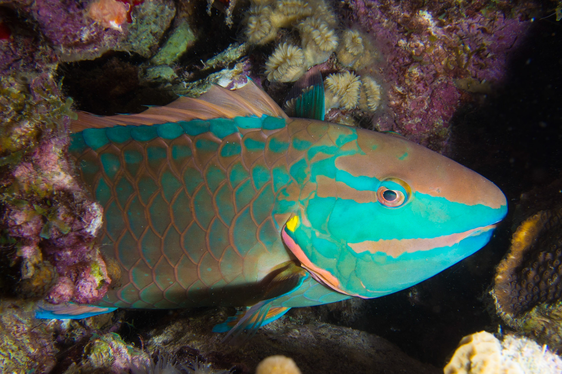 Stoplight Parrotfish