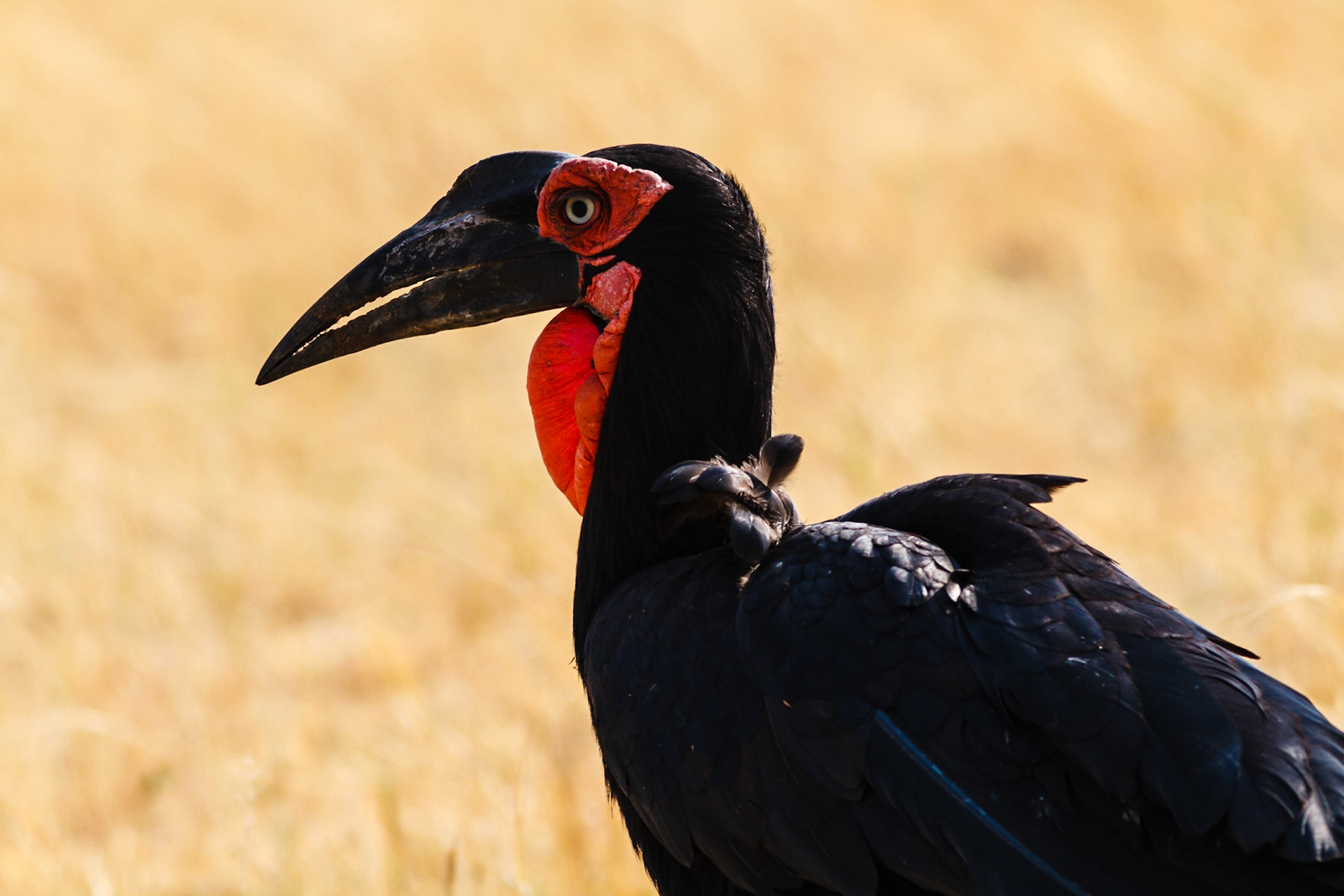 Southern Ground Hornbill
