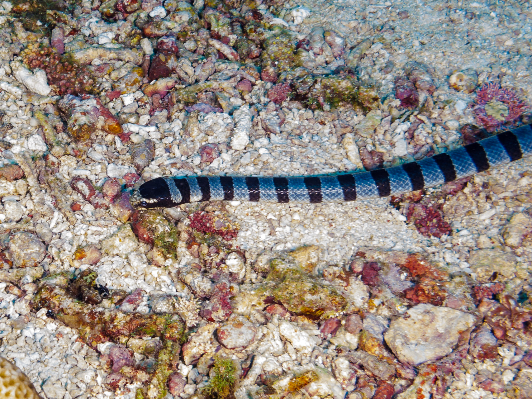 Banded Sea Krait