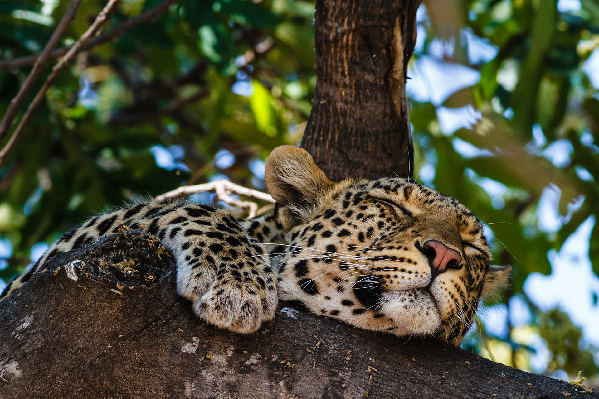 A Leopard resting in a tree — Chobe National Park