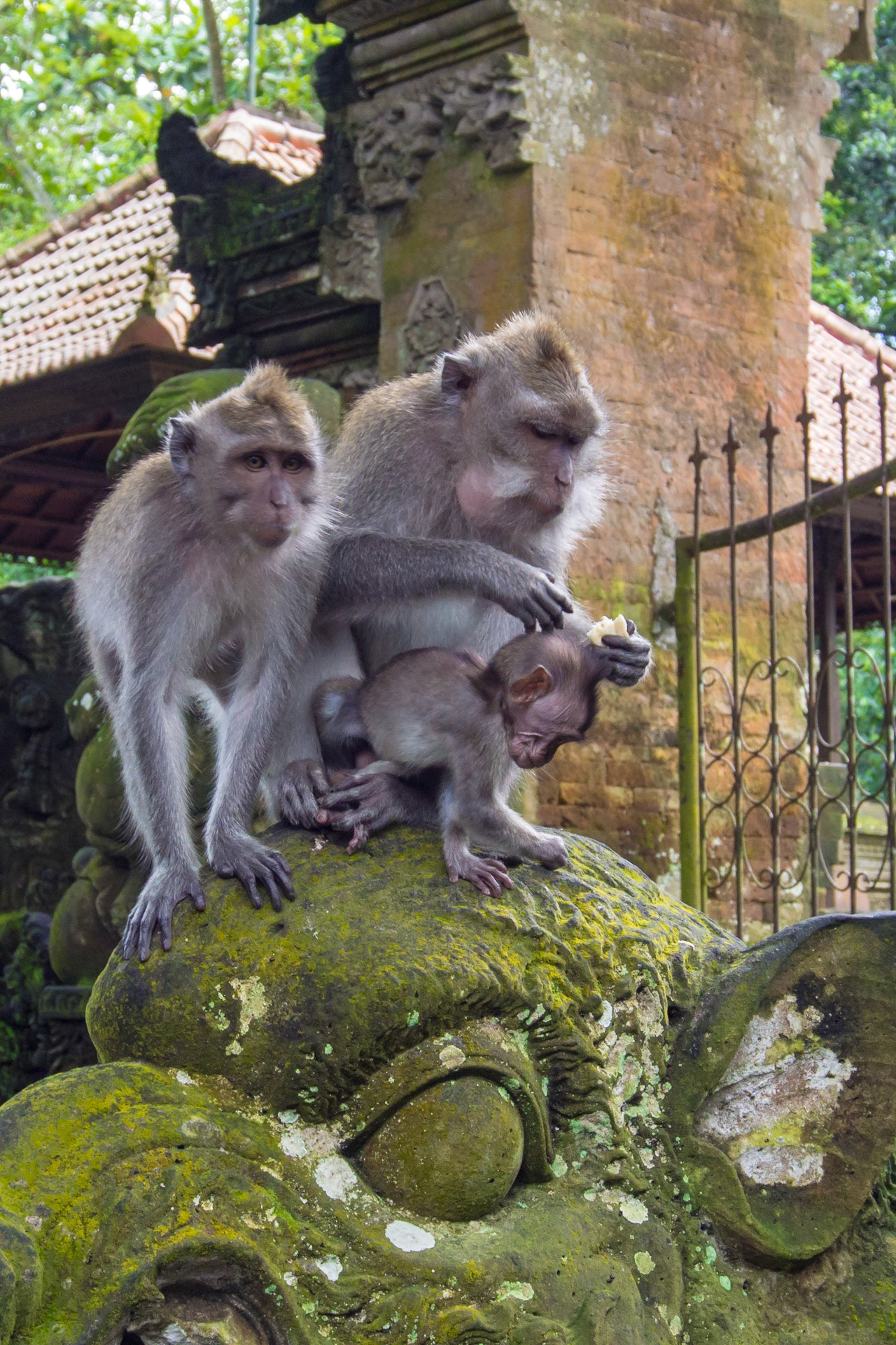 Crab-eating Macaque