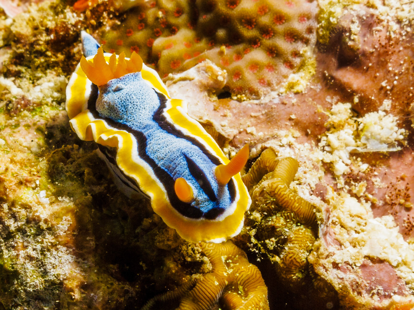 Chromodoris annae