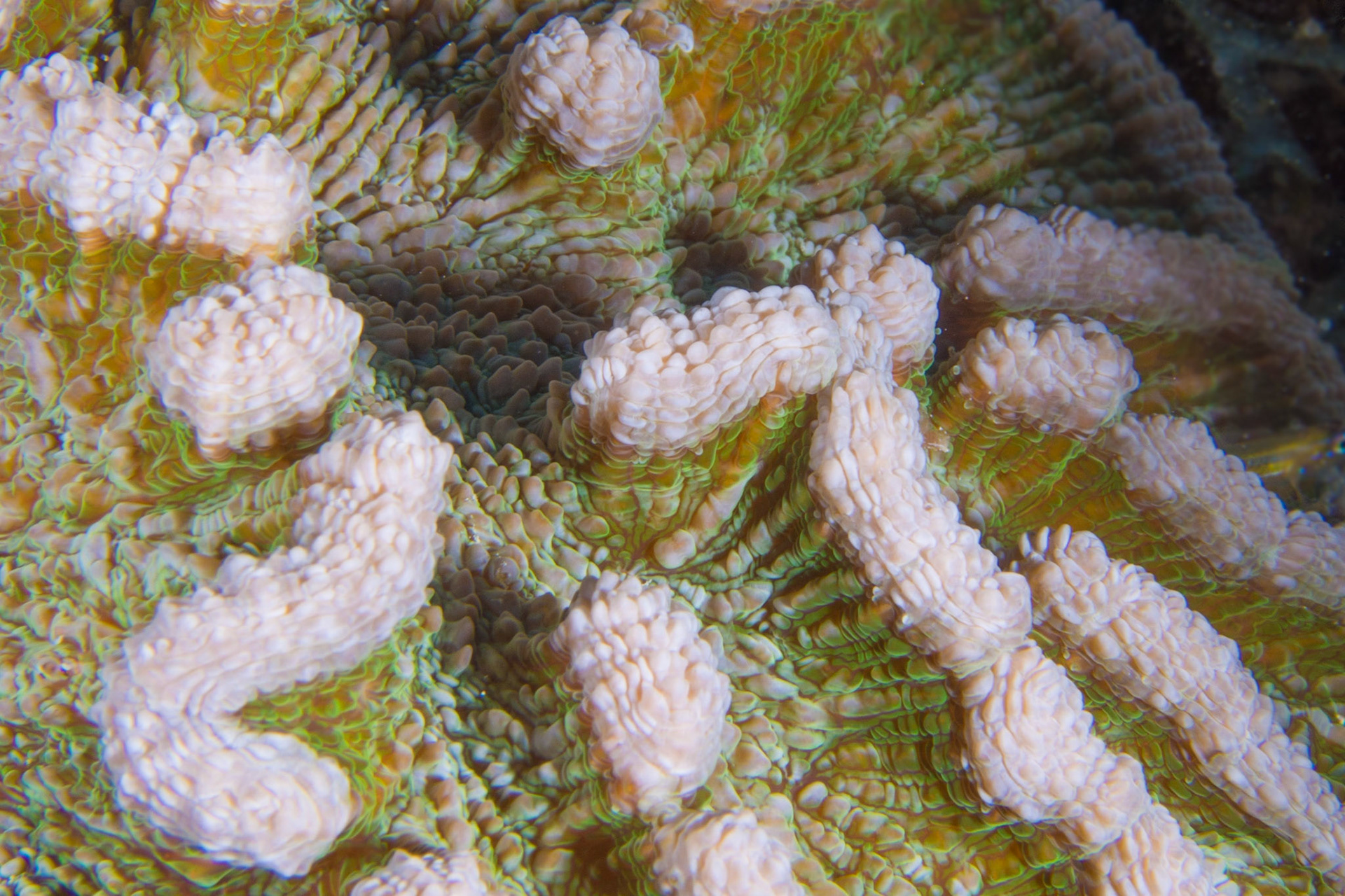 Ridged Cactus Coral