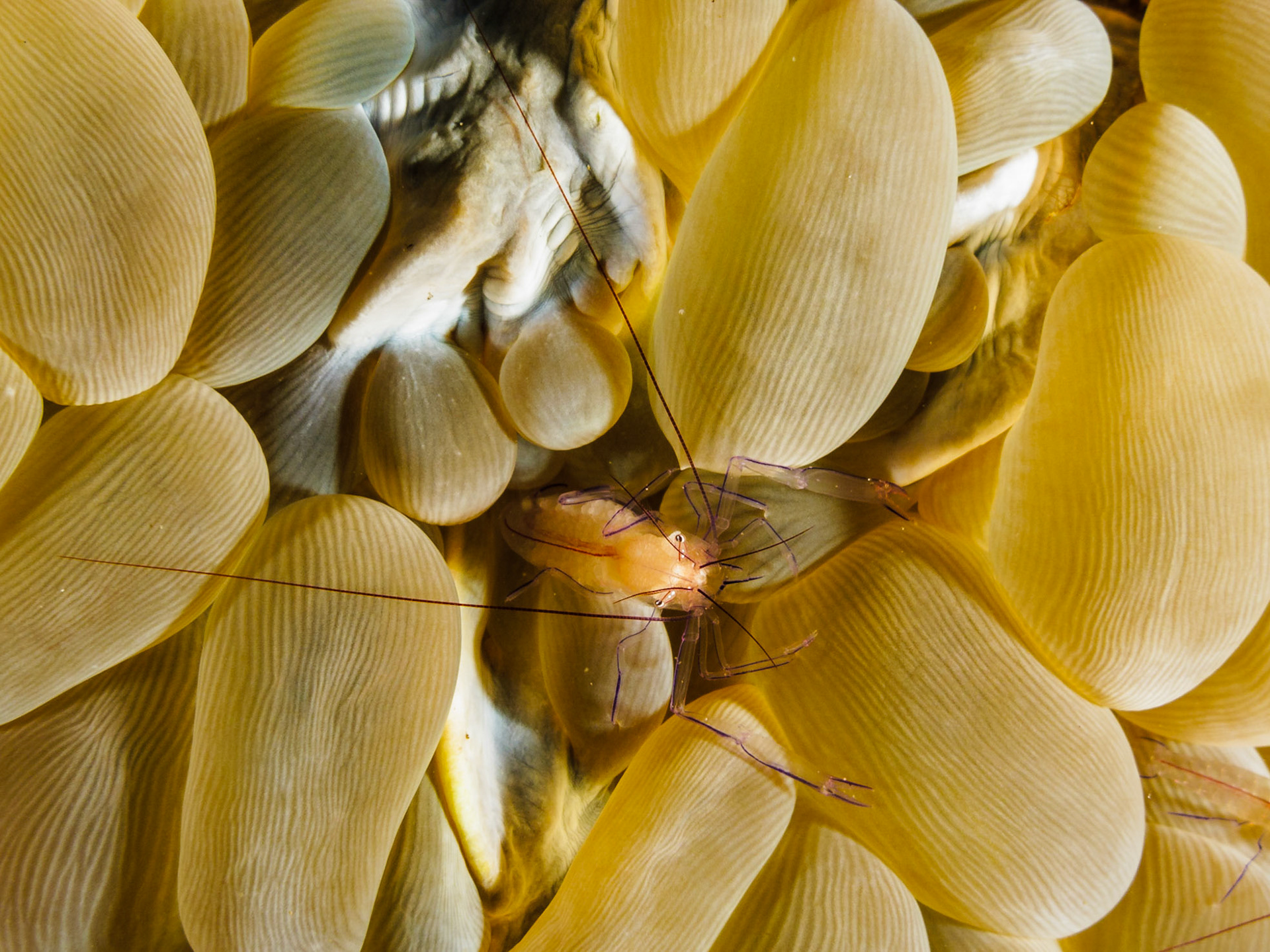 Bubble Coral Shrimp
