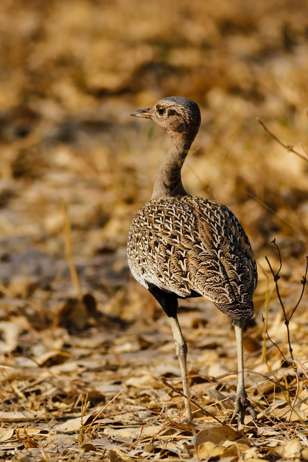 Red-crested Korhaan