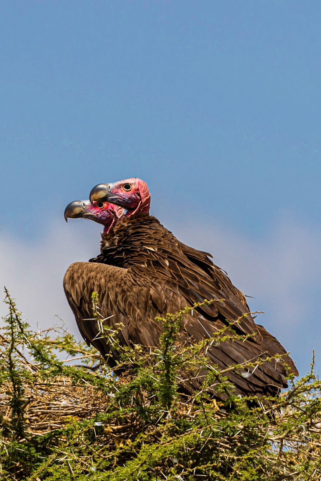 Lappet-faced Vulture