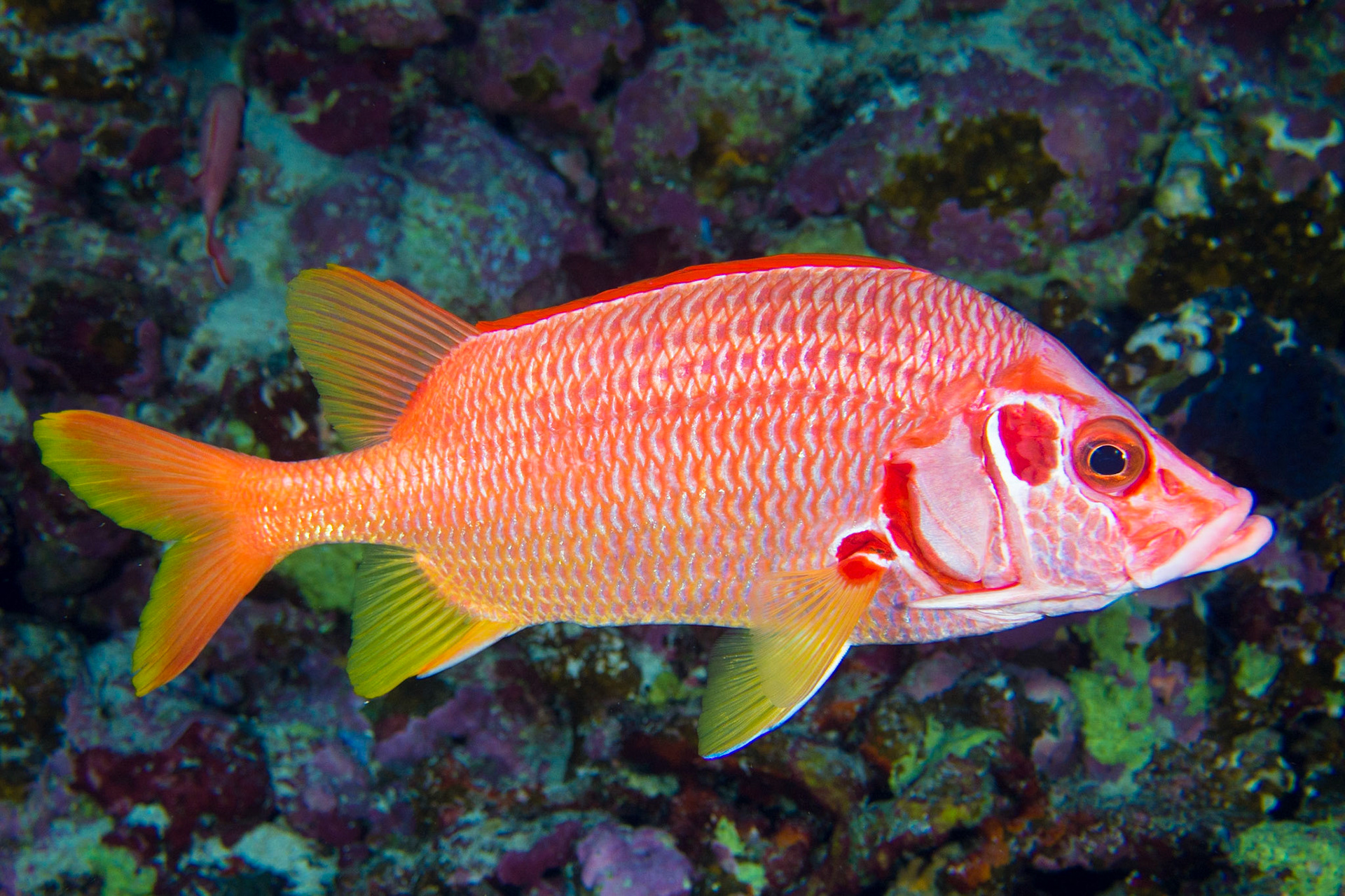 Sabre Squirrelfish