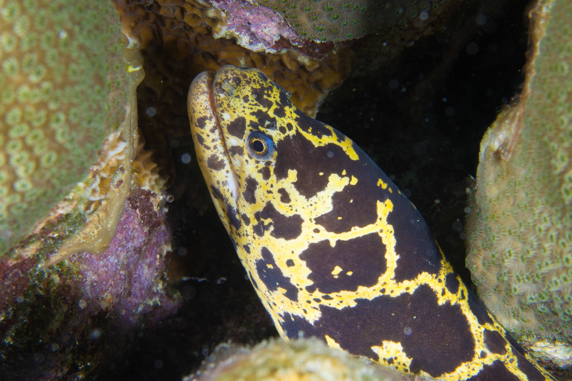 Chain Moray