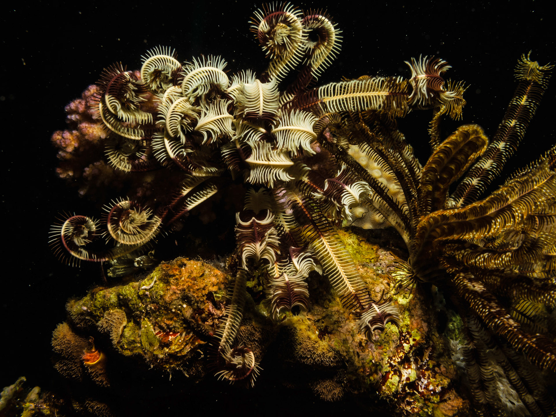 Klunzinger's Feather Star