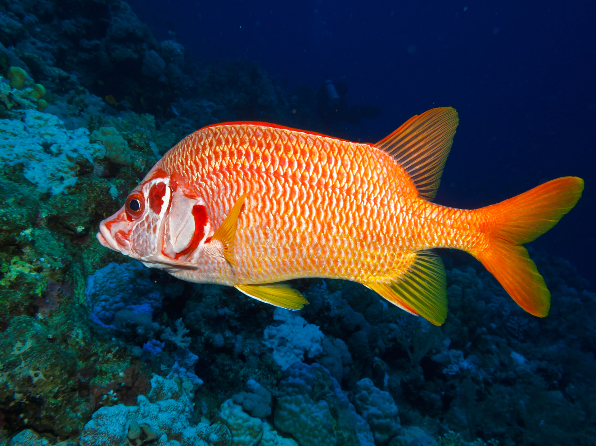 Longjawed Squirrelfish