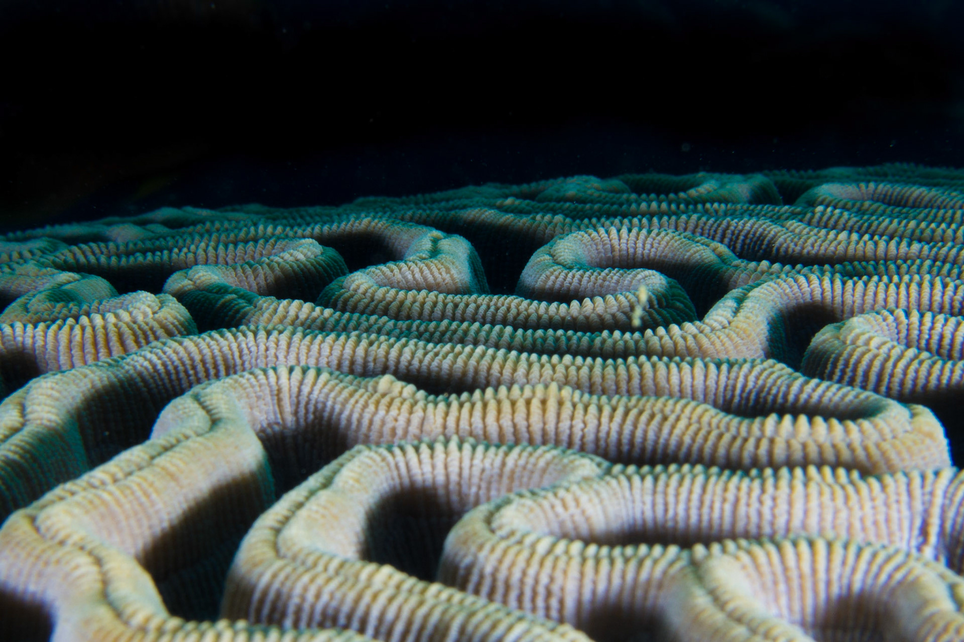 Boulder Brain Coral