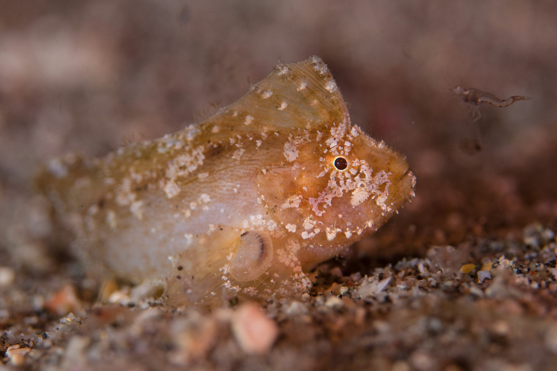 Spiny Waspfish