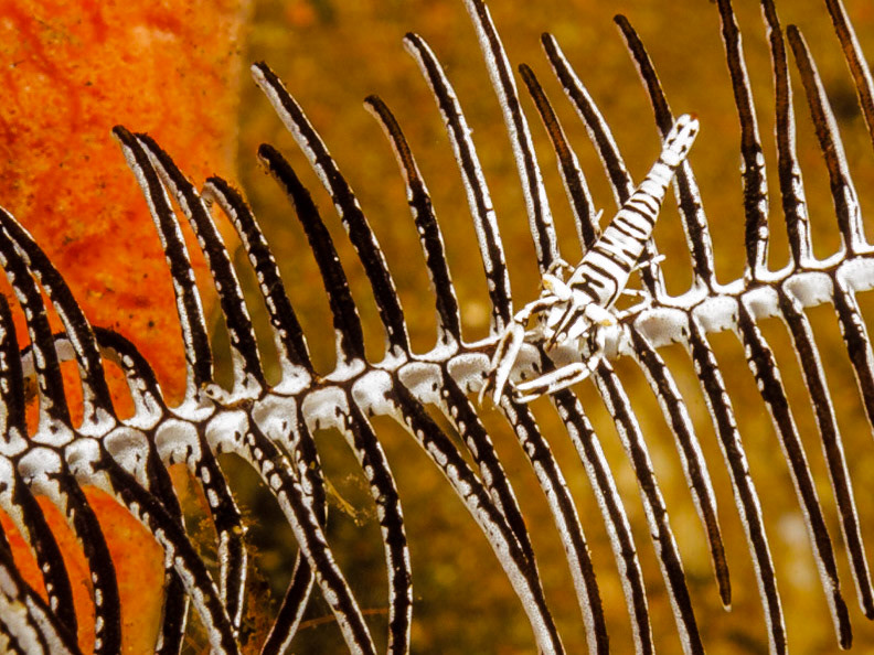 Laomenes shrimp on a crinoid