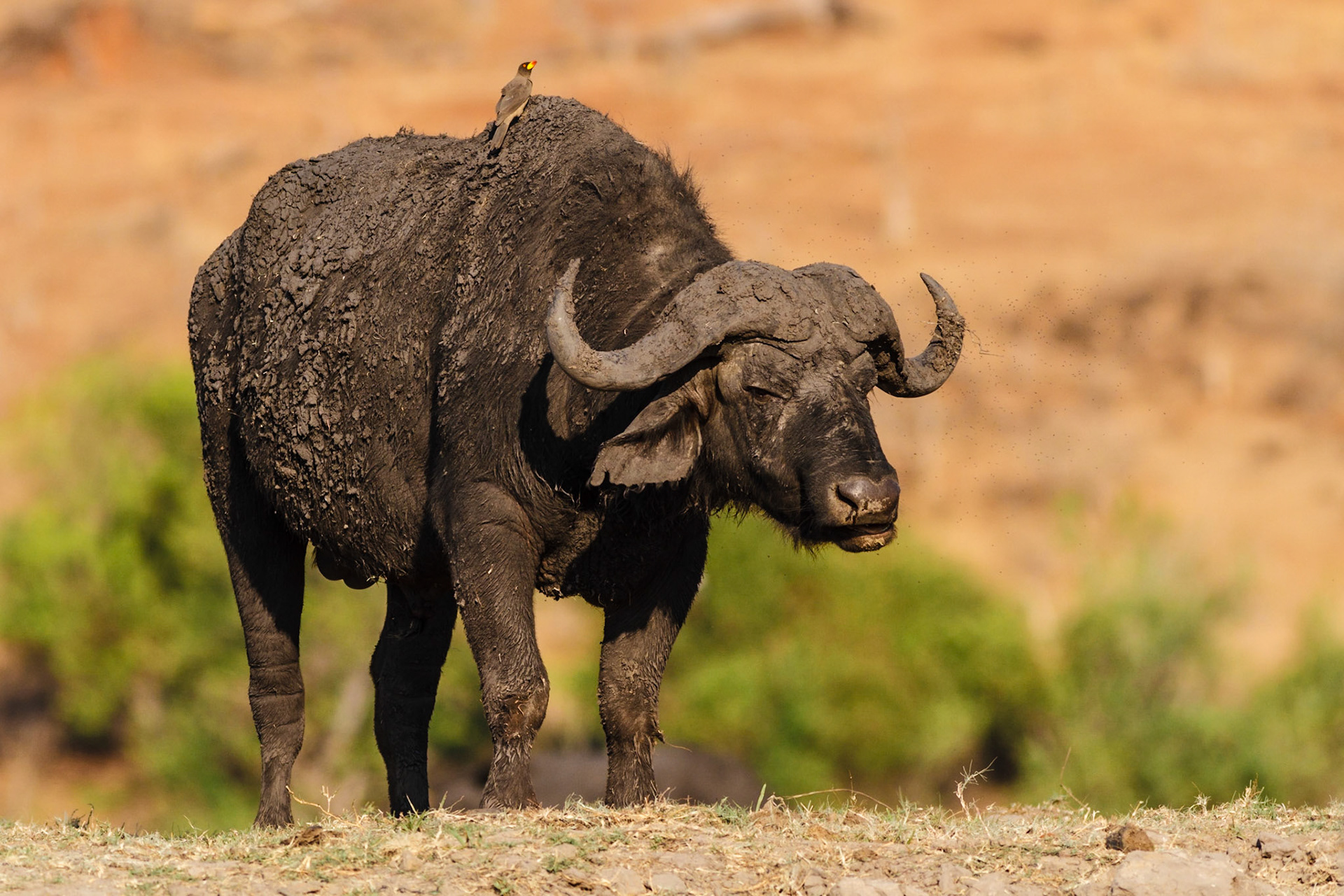 African Buffalo and Yellow-billed Oxpecker
