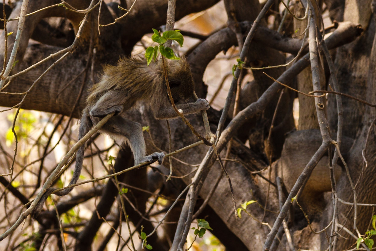 Baby Vervet Monkey