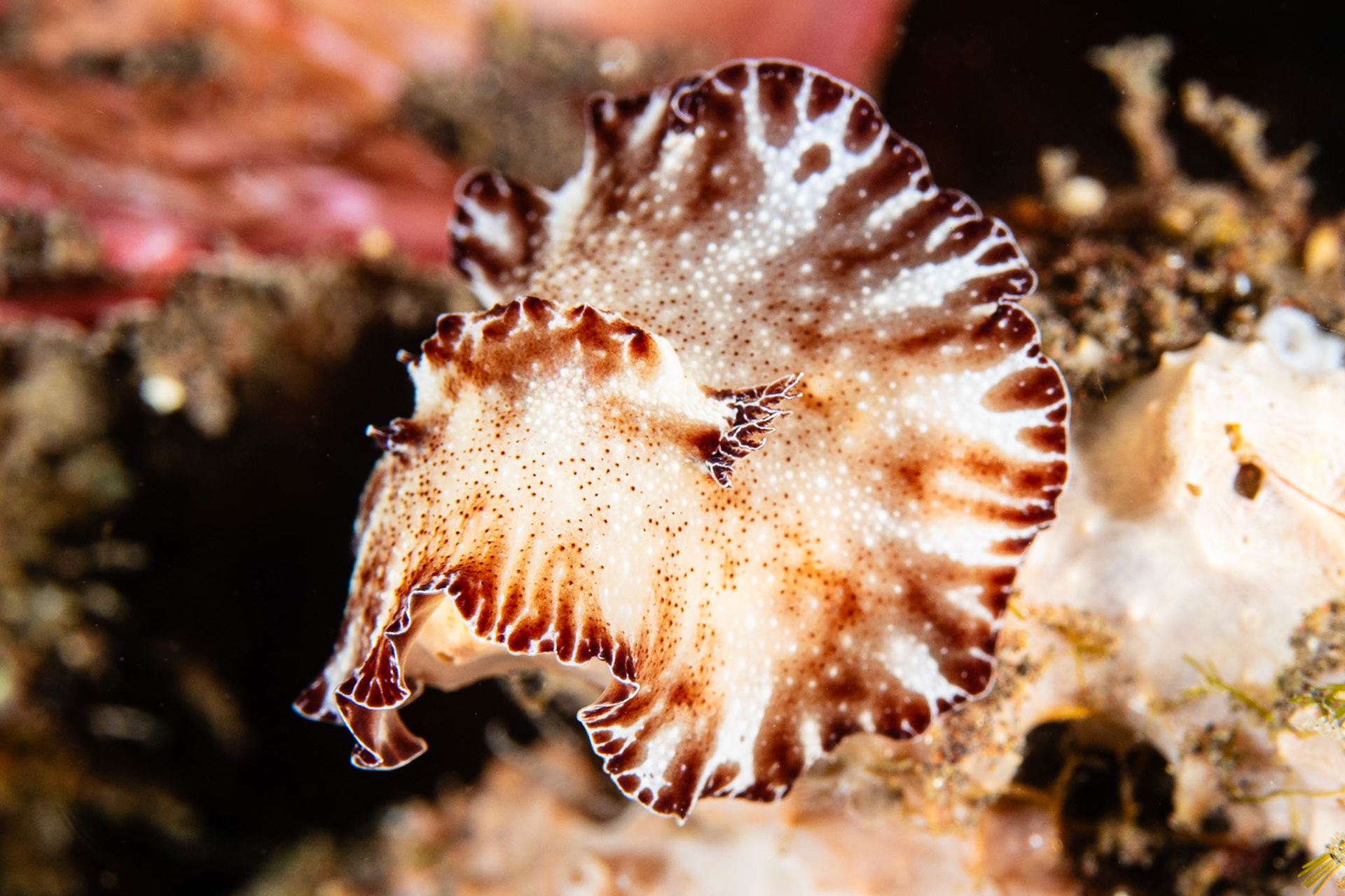 Discodoris boholiensis