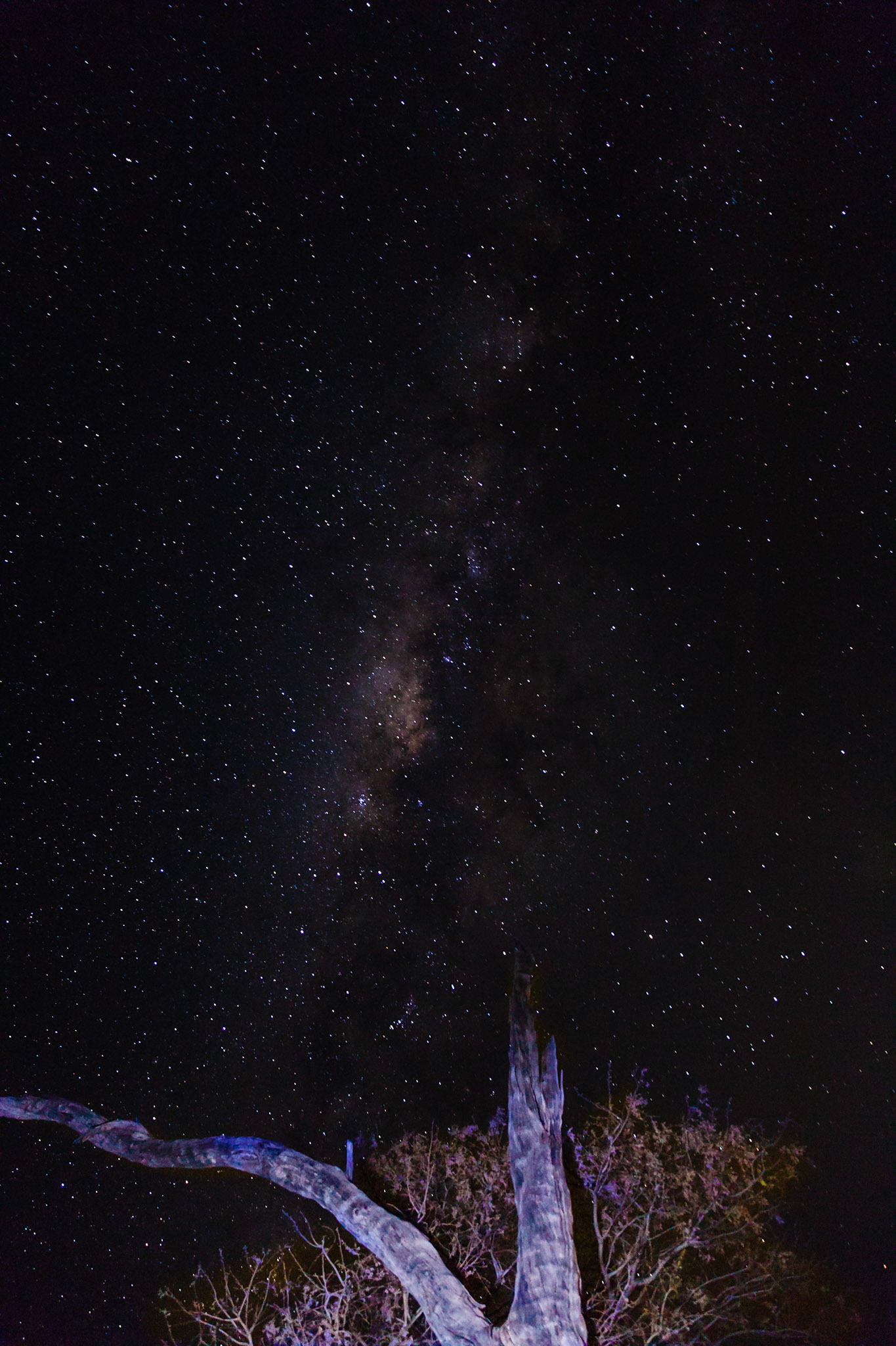 The Milky Way. Foreground tree "painted" with a flashlight.