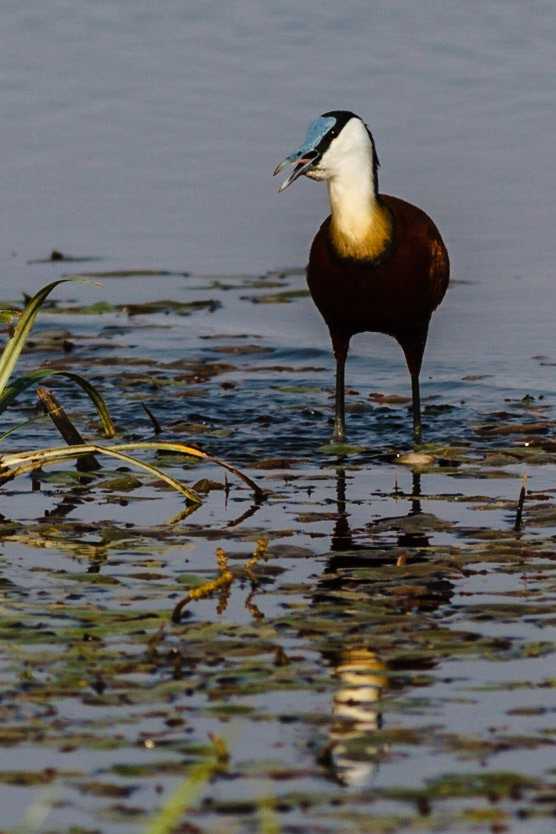 African Jacana