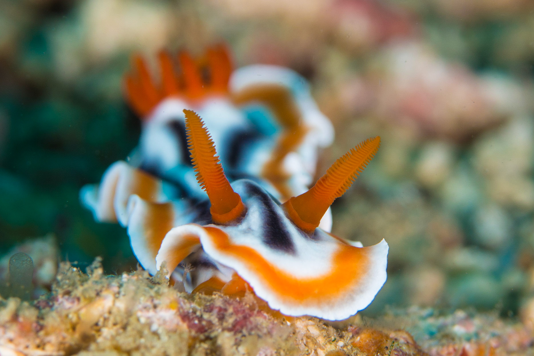 Chromodoris magnifica