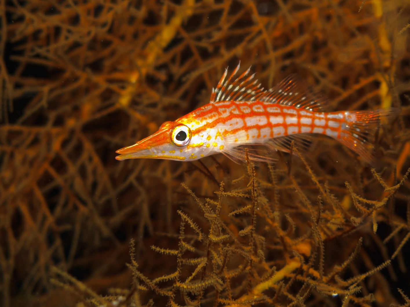 Longnose Hawkfish
