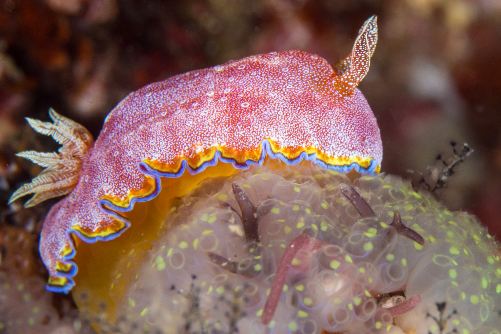 Goniobranchus albopunctatus