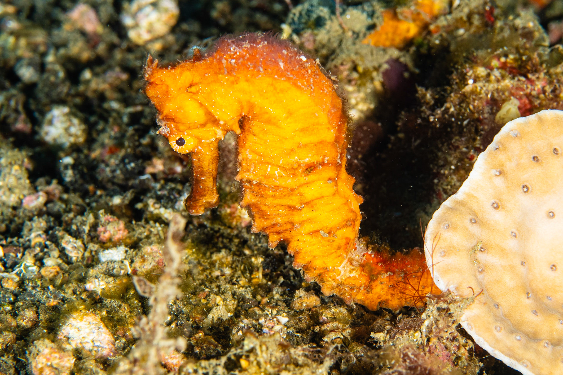 Common Seahorse
