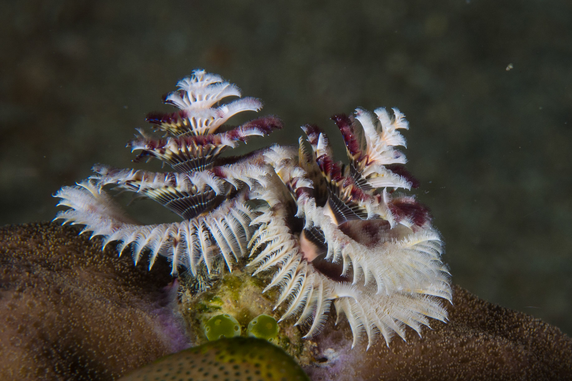 Christmas Tree Worm