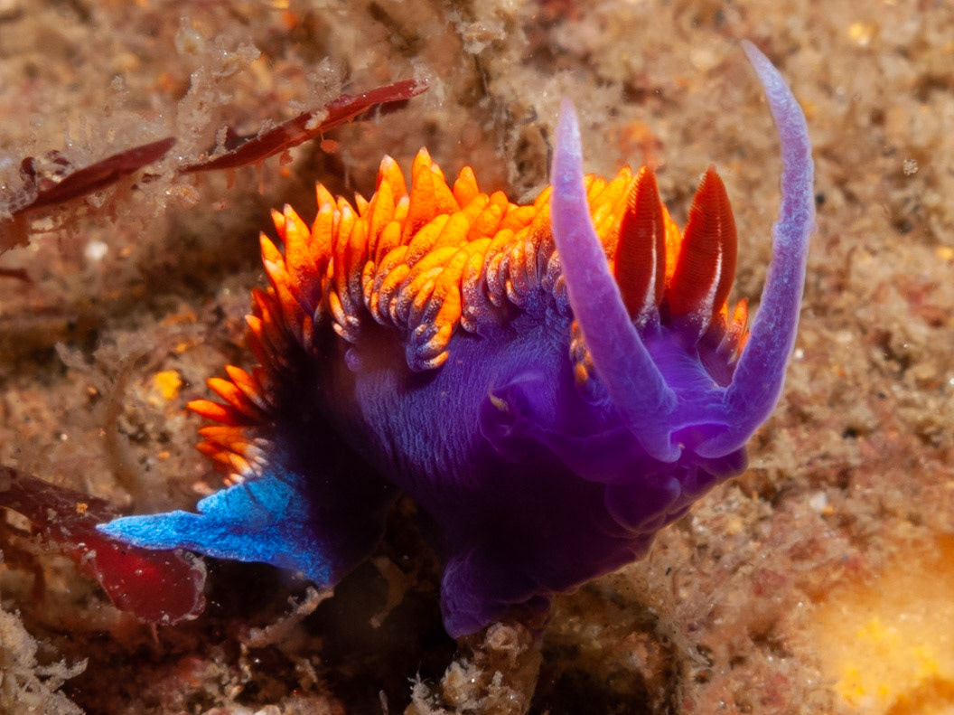 Flabellina iodinea (Spanish Shawl)