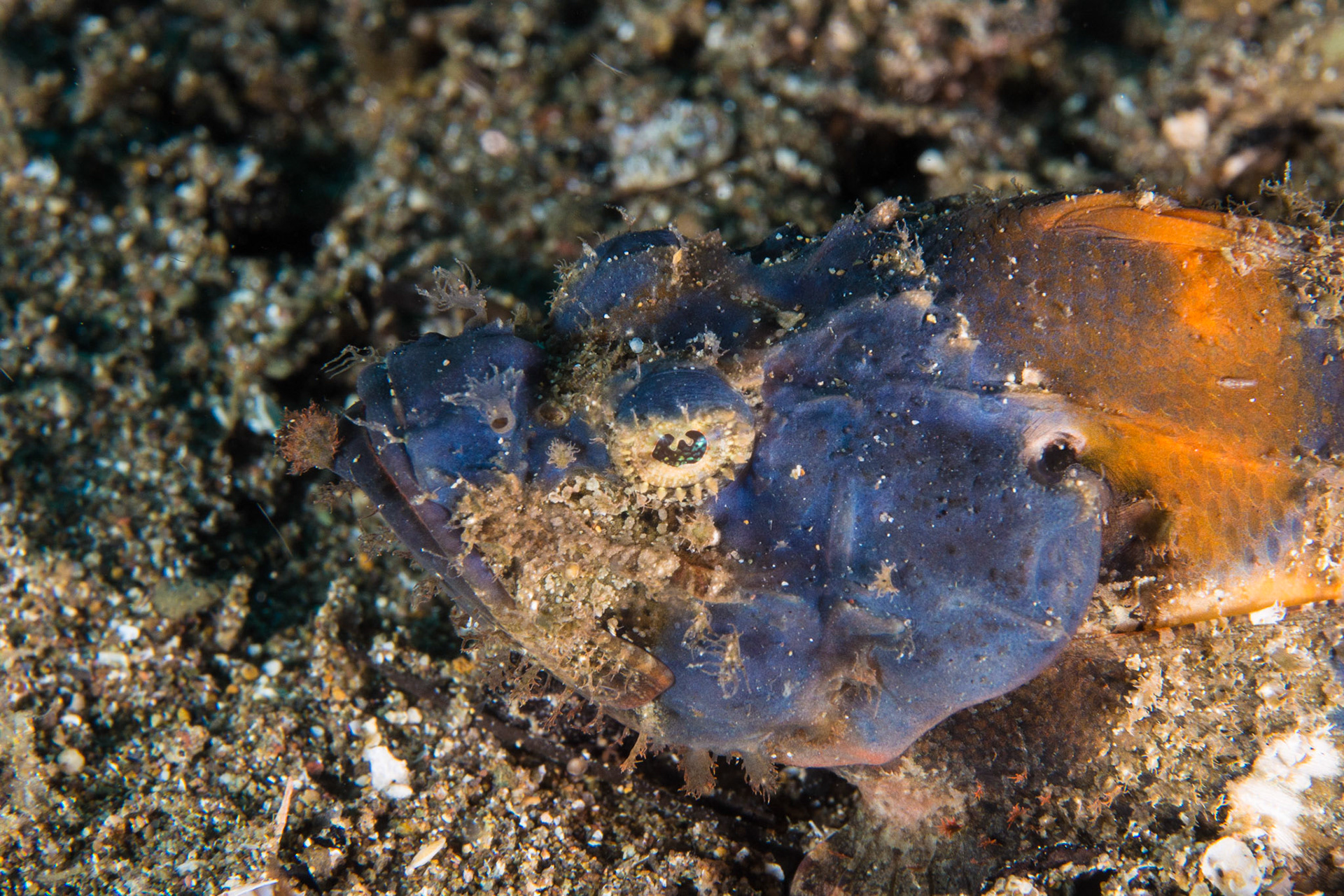 Devil Scorpionfish