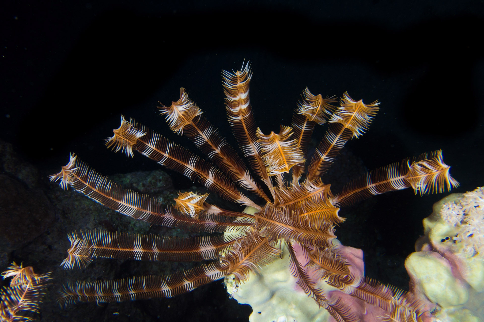 Sawtoothed Feather Star