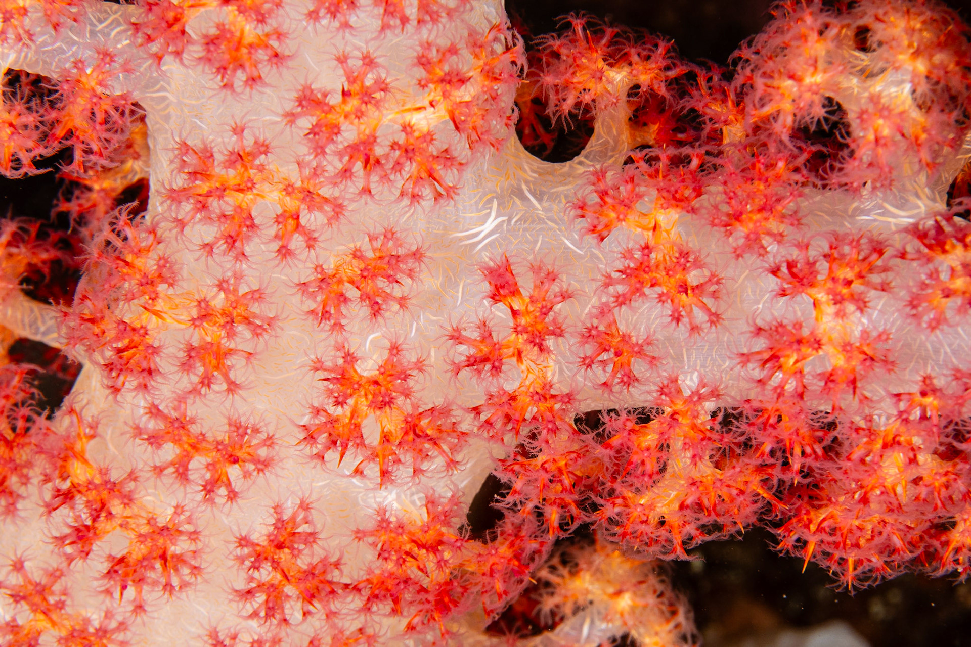 Soft Corals