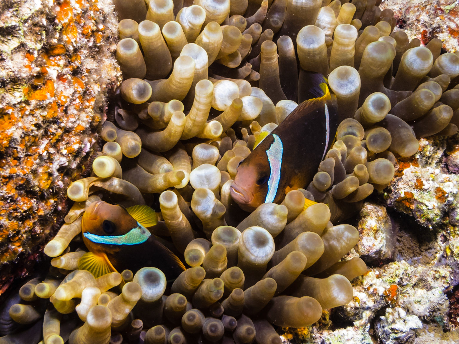 Red Sea Anemonefish