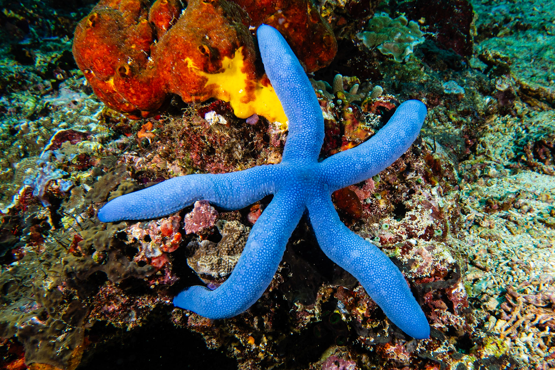 Blue Sea Star