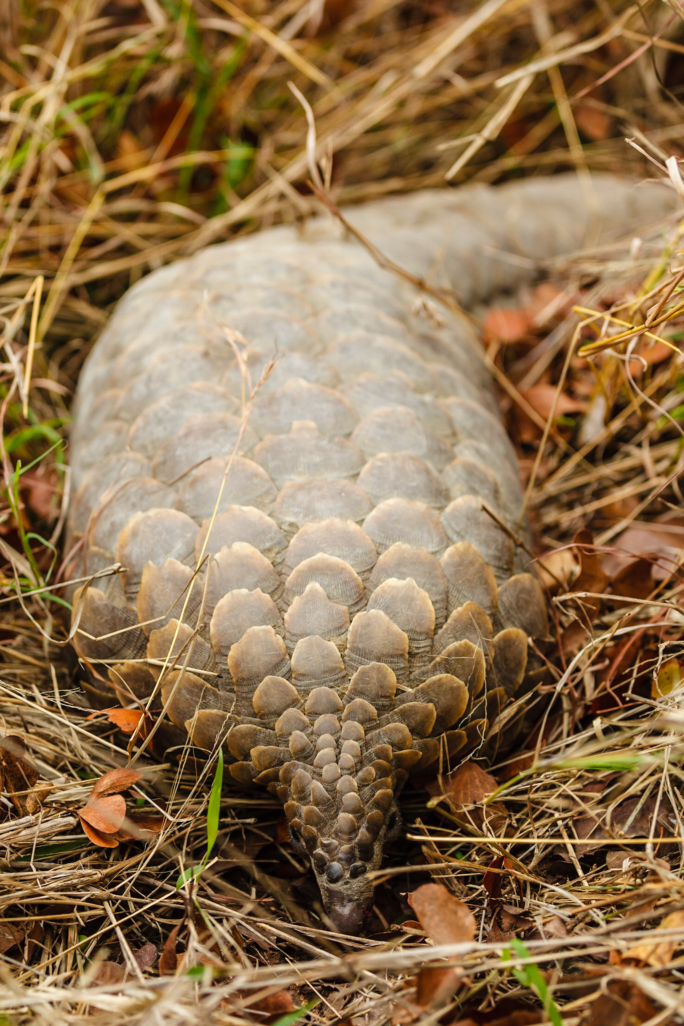 Ground Pangolin